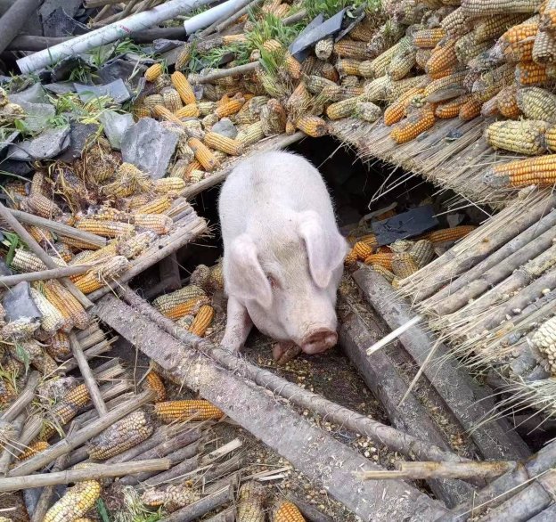 泸定地震家猪被埋废墟,存活45天后被救出,地震前动物的异常反应是什么?