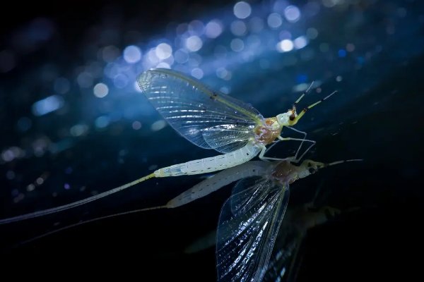 蜉蝣是什么意思