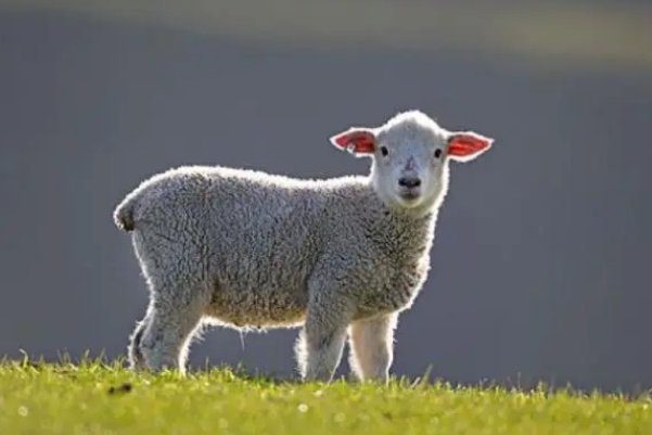 快刀斩乱丝最准确生肖