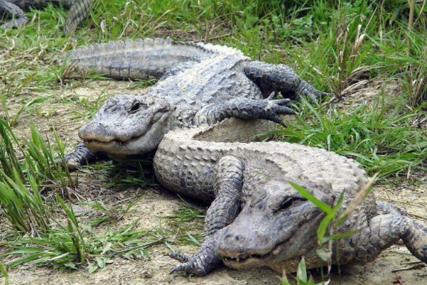 我国珍稀动植物有哪些?