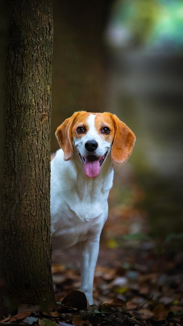 狗比人值钱是不是？