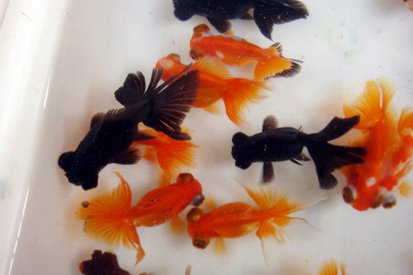 金鱼的记忆只有7秒钟吗？