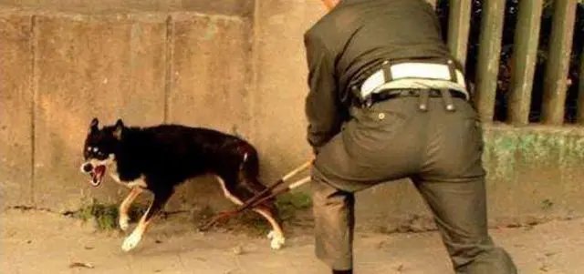 黑龙江一女子阻拦两男子持棍打狗：打狗要遭报应的，此事最终是如何解决的？