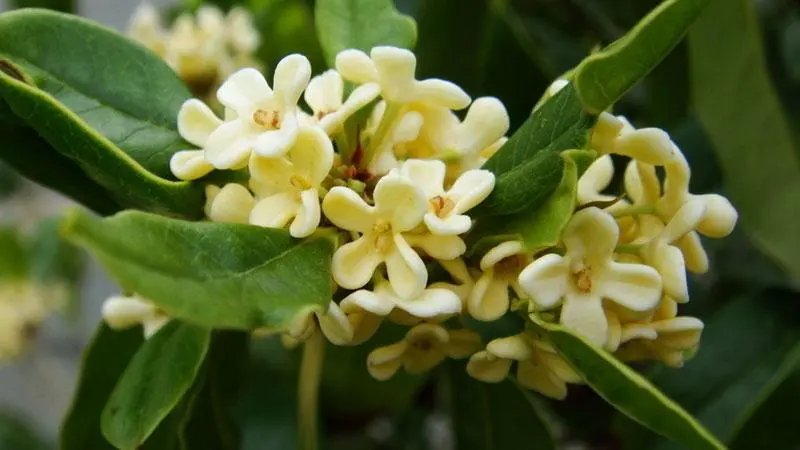 花中第一流是什么花?