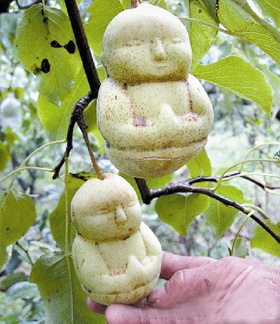 网上卖的所谓人参果树是真的吗