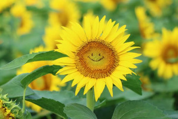 什么是快乐?什么是忧伤?