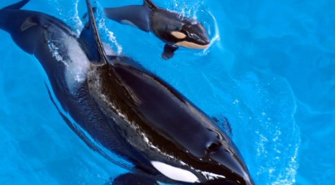 虎鲸的资料有哪些