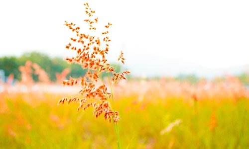 秋天的声音有哪些