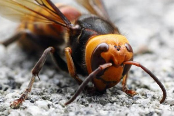 哪些蜜蜂最毒？