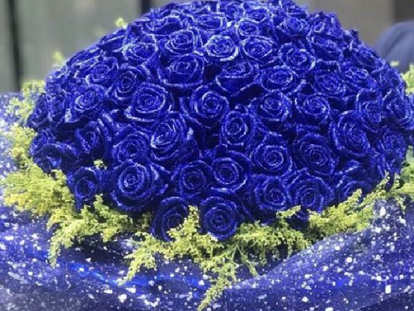 蓝色玫瑰的花语是什么意思