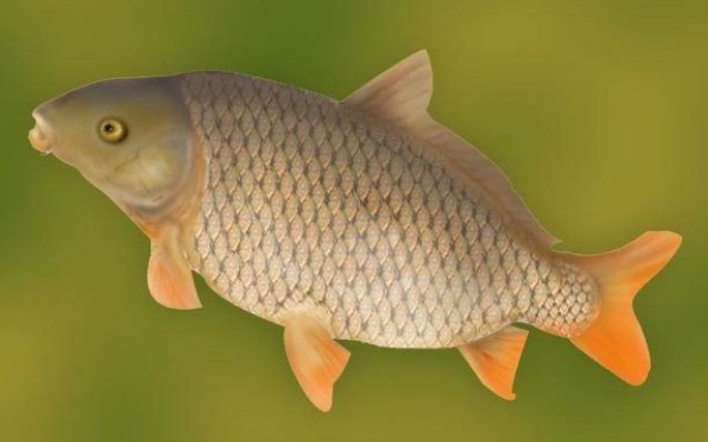 鲤鱼为什么无故死亡？