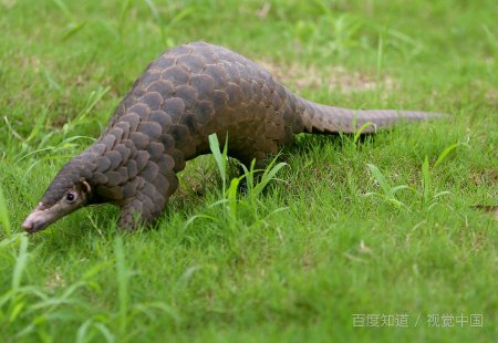 守护森林不被白蚁破坏的是什么