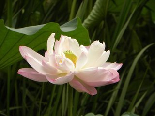 一花一世界一叶一如来出自哪里