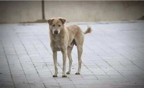 郑州一小区流浪狗被保安断头扒皮，业主报警保安被拘，他将需承担哪些责任？