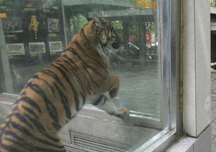 麻醉人员讲述围捕东北虎细节,具体细节怎么样的?