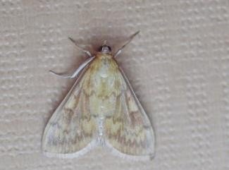 蝶拼音组词部首