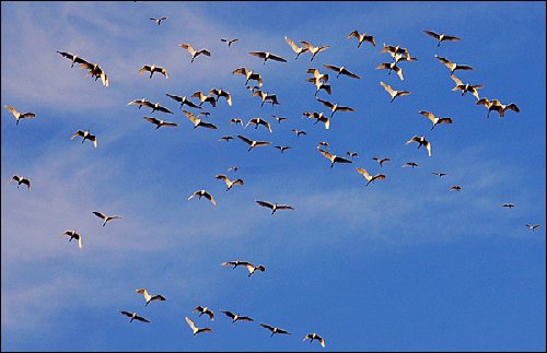 写群鸟飞过湖面的动静描写？