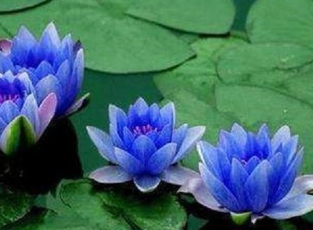 蓝莲花象征什么？