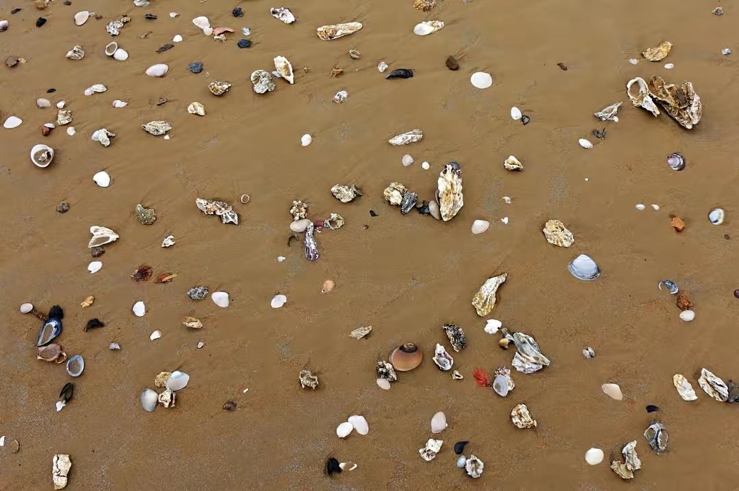 大贝壳一般都生活在哪里？