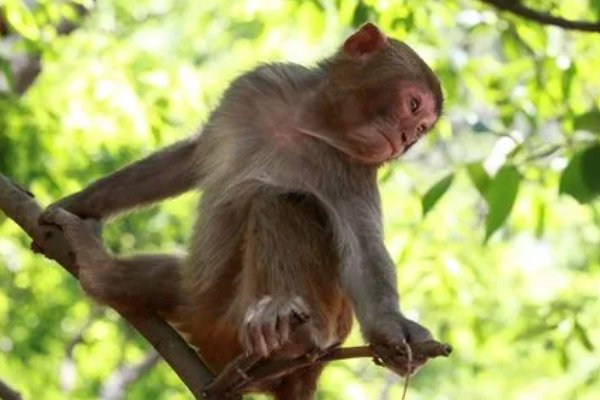 掉以轻心正确生肖