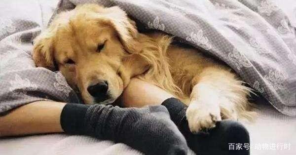 很多人养狗狗会让它上床，你怎么看？