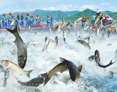 江西萍乡水库泄洪大量鱼群被冲晕，居民河边捡大鱼，收获如何？