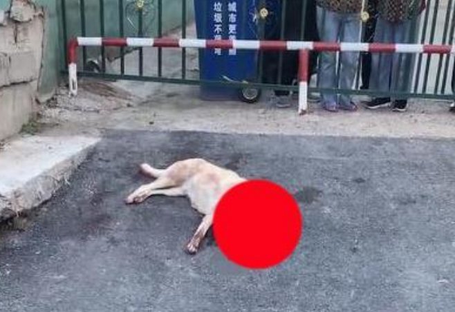 黑龙江一女子阻拦两男子持棍打狗：打狗要遭报应的，此事最终是如何解决的？