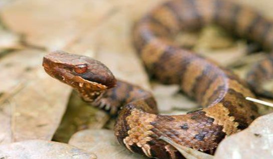 s n o w f l a k e能组成哪些单词