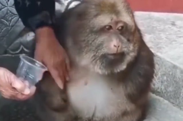 宁波寺庙回应喂独臂猴称它与寺庙有缘，这只猴子有何来历？
