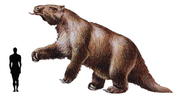 巴西三带犰狳的生活习性