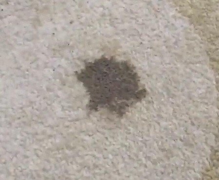 苏打粉如何洗地毯