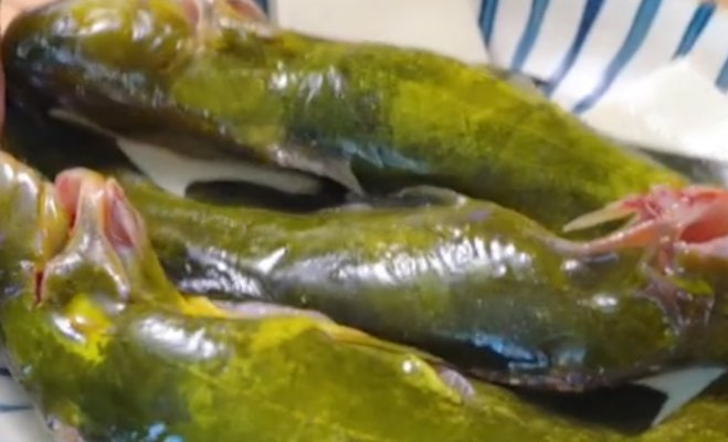 清蒸黄嘎鱼怎么做清蒸黄嘎鱼家常做法清蒸黄嘎鱼的做法