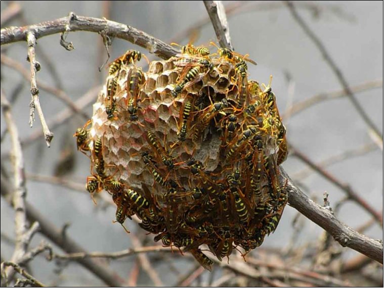 捅马蜂窝的正确方法