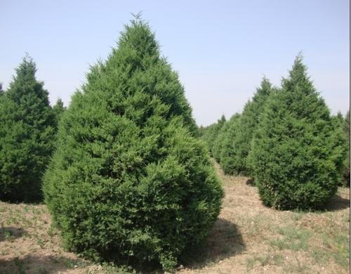 柏树的种类有哪些呢?