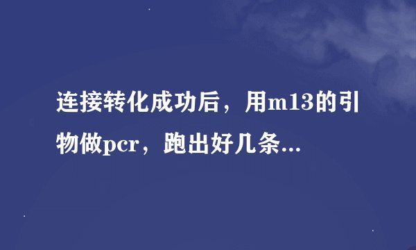 连接转化成功后，用m13的引物做pcr，跑出好几条带是怎么回事