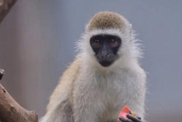 攀高枝比喻什么生肖