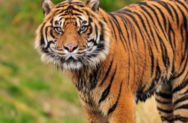 杂乱无章比喻什么动物和生肖