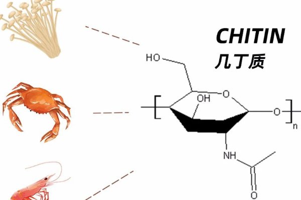 什么是几丁质？