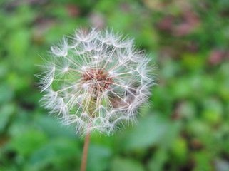 你还知道那些种子的旅行方法