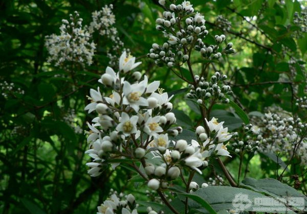 宁波溲疏的介绍