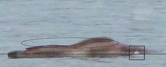 湖光岩水怪到底是什么 见人就跑跟鱼一样