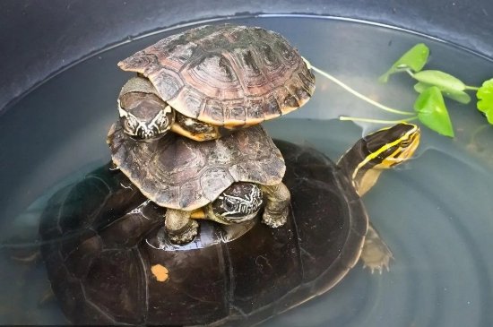 乌龟几月份冬眠结束