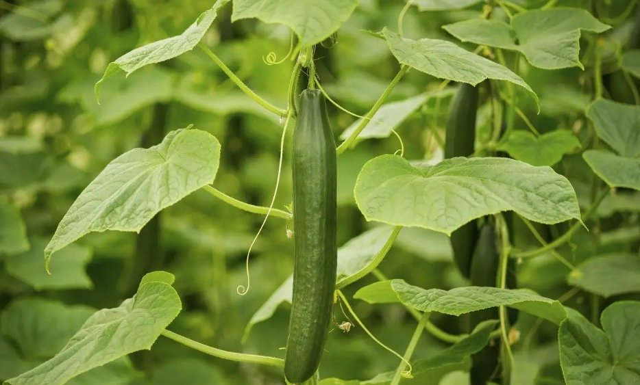 长的弯曲的黄瓜能吃吗蚂蚁庄园