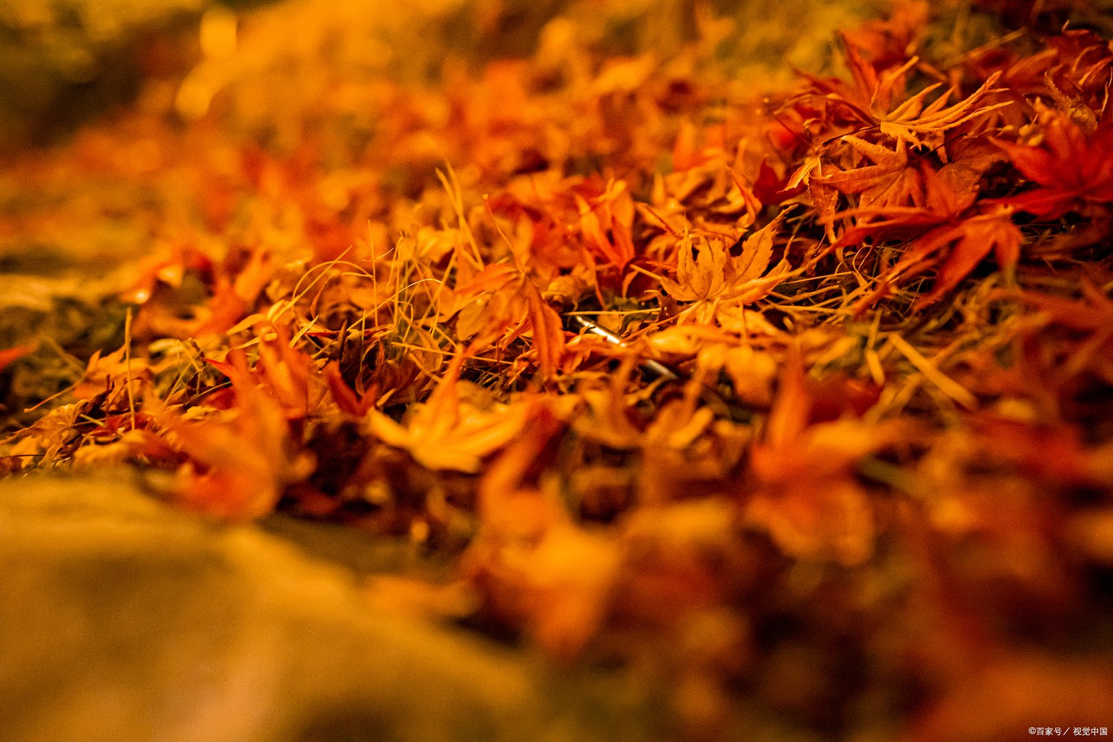 解落三秋叶能开二月花描写的是什么