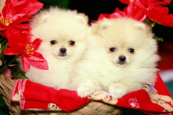 亭亭玉立解什么生肖