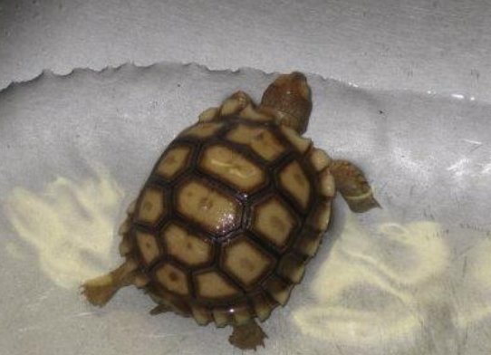 乌龟能洗澡吗？？