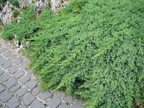 柏树的种类有哪些呢?