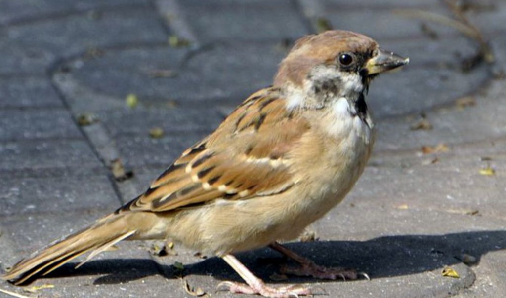 用向……向……向……造句简单的？