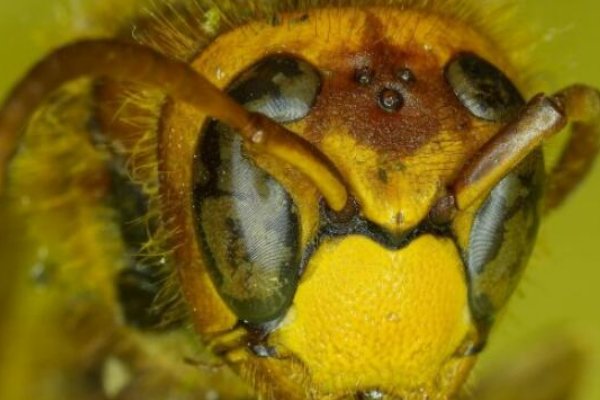哪些蜜蜂最毒？