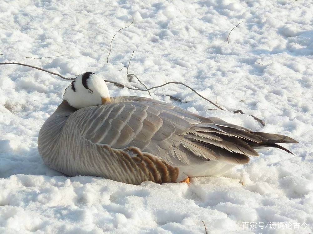 “问世间，情为何物？直教生死相许”不是写给人的吗？